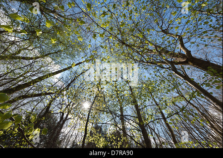 De nouveaux jeunes feuilles de hêtre en contre-jour dans l'aube lumineuse d'anciennes forêts protégées contraste avec l'arrière-plan Banque D'Images