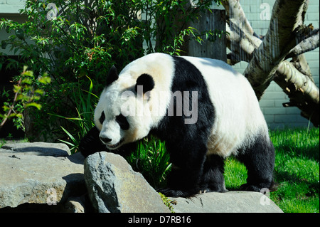 Femelle panda géant Tian Tian ou 'Sweetie' dans Zoo d'Édimbourg, Écosse Banque D'Images
