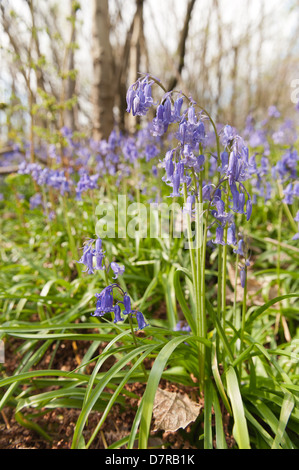 Jacinthes des bois de bouleau et hêtre chêne en soleil, printemps rayons de soleil percer bois sur sol forestier Banque D'Images