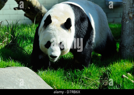 Femelle panda géant Tian Tian ou 'Sweetie' dans Zoo d'Édimbourg, Écosse Banque D'Images