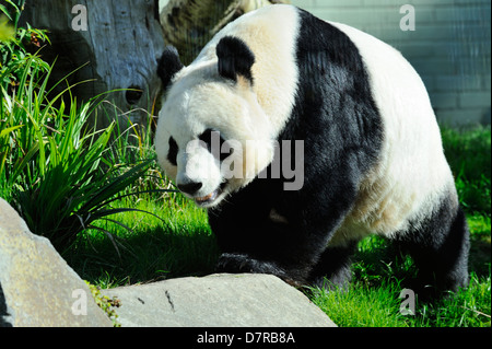 Femelle panda géant Tian Tian ou 'Sweetie' dans Zoo d'Édimbourg, Écosse Banque D'Images