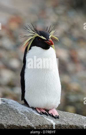 Le Nord ou Rockhopper Penguin (eudyptes moseleyi) debout sur rock en penguin boîtier dans Zoo d'Édimbourg, Écosse, Royaume-Uni Banque D'Images