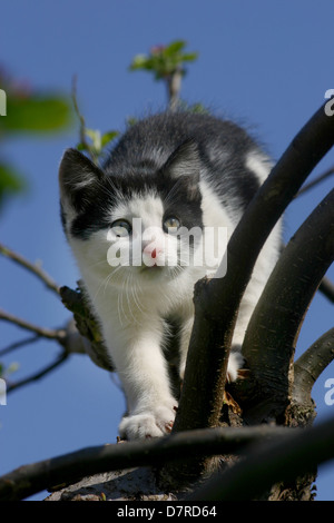 Chaton sur un arbre Banque D'Images