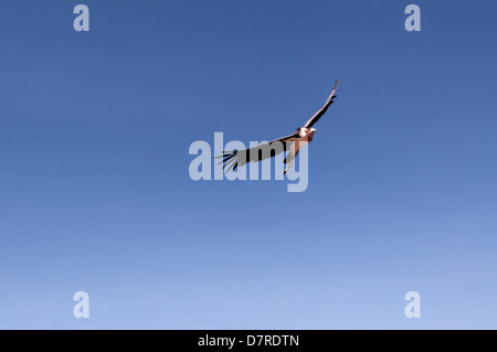 Marabou Stork (crumeniferus Flamant rose (Phoenicopterus ruber) flying Banque D'Images