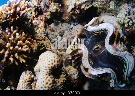La photographie sous-marine d'un grand clam dans un récif de corail dans la mer Rouge, Aqaba, Jordanie Banque D'Images
