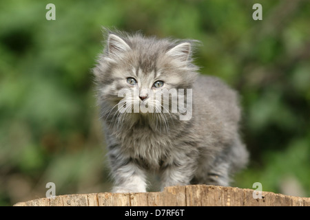 Chaton Angora allemand Banque D'Images