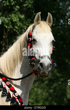 Cheval Arabe Banque D'Images