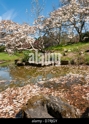 Le jardin d'eau à Cliveden House, une propriété du National Trust dans Bucks, UK Banque D'Images