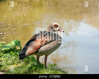 Canard dans le jardin d'eau à Cliveden House, propriété du National Trust, Buckinghamshire, Royaume-Uni, Banque D'Images