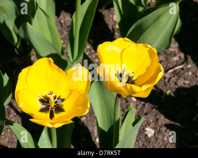 Tulipes au jardin Long, Cliveden House, propriété du National Trust, Bucks, Royaume-Uni Banque D'Images