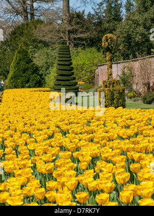 Tulipes au jardin Long, Cliveden House, propriété du National Trust, Bucks, Royaume-Uni Banque D'Images