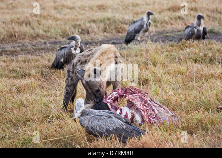 L'hyène tachetée et les vautours Banque D'Images