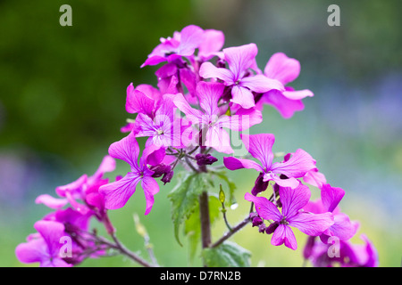 Lunaria annua. L'honnêteté planter des fleurs dans le jardin. Banque D'Images