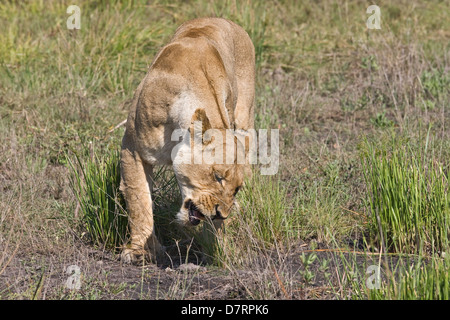 lionne Banque D'Images