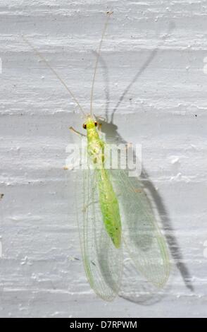 Une politique commune de chrysope verte (Chrysoperla carnea) est assis sur un morceau de bois dans un jardin en Eichwalde, Allemagne, le 04 mai 2013. Photo : Tim Brakemeier Banque D'Images