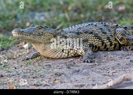 Crocodile du Nil Banque D'Images