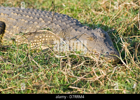 Crocodile du Nil Banque D'Images