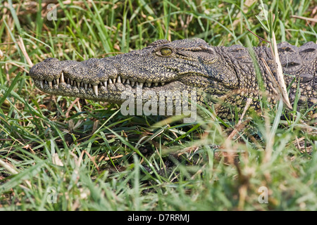 Crocodile du Nil Banque D'Images