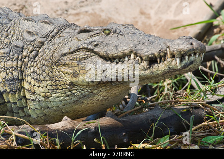 Crocodile du Nil Banque D'Images