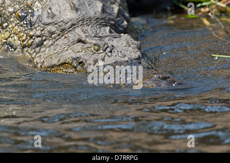 Crocodile du Nil Banque D'Images