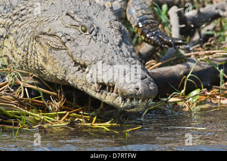 Crocodile du Nil Banque D'Images