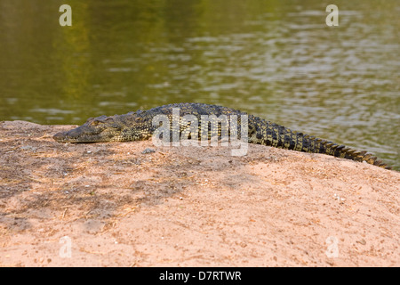 Crocodile du Nil Banque D'Images