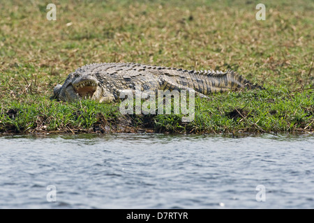 Crocodile du Nil Banque D'Images