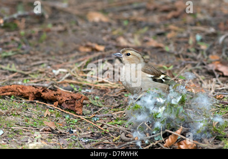 Chaffinch Fringilla coelebs femelle, rassemble des matériaux de nidification. Au printemps. Uk Banque D'Images