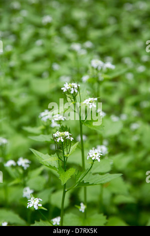 L'alliaire officinale (Alliaria petiolata), une espèce envahissante, dans un parc de la ville de Detroit. Banque D'Images