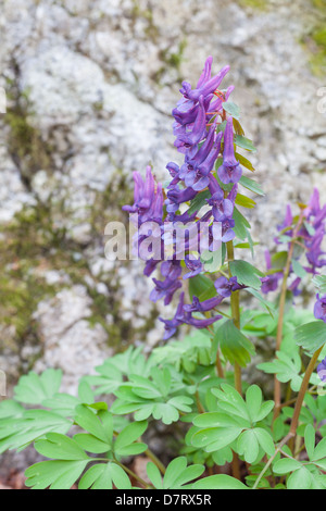 Fumewort, Corydalis solida Banque D'Images