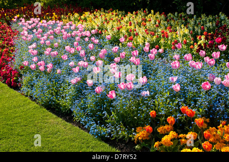 Parterre de fleurs avec des tulipes à St James's Park au printemps, London, UK Banque D'Images