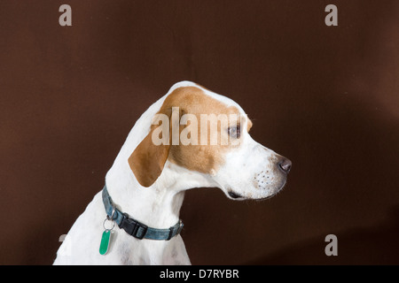 Pointer Anglais gun-dog Banque D'Images