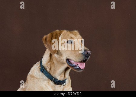 Labrador Retriever jaune Banque D'Images