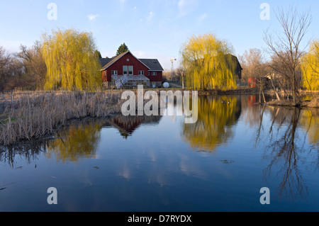 Bâtiments de ferme grange sur l'étang en bordure de roseaux et de saules dans l'ouest de saint paul au Minnesota Banque D'Images