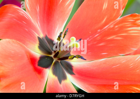 Libre ou macro-vision des fleurs tulipes et les étamines et les pétales style anthères Banque D'Images