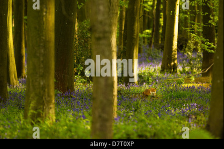 Le dirigeant d'une fox se trouve dans un cadre boisé ressort de compensation entre les bluebells profitant de l'ensoleillement du matin. Banque D'Images