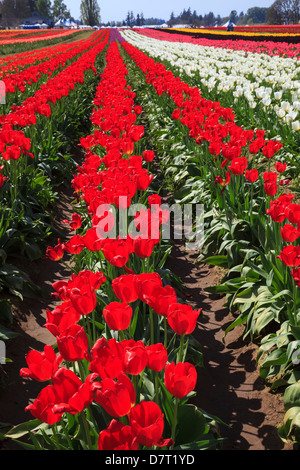 USA, Ohio, Woodburn, chaussures en bois Tulip Farm, tulipes au festival des tulipes. Banque D'Images