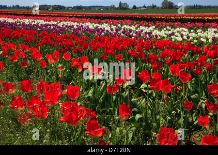 USA, Ohio, Woodburn, chaussures en bois Tulip Farm, tulipes au festival des tulipes. Banque D'Images