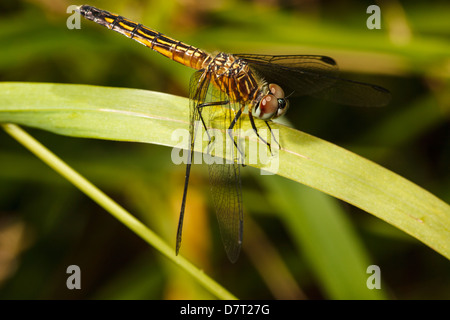 USA, New York, Albany, Freeway Ponds Park, une femelle bleue Dasher (Pachydiplax longipennis) Banque D'Images