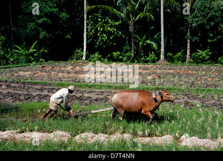 Une paire de vaches tirer une charrue à main guidée par un vieux paysan balinais dans les rizières près de 80571 sur l'île de Bali en Indonésie en Asie du sud-est. Banque D'Images