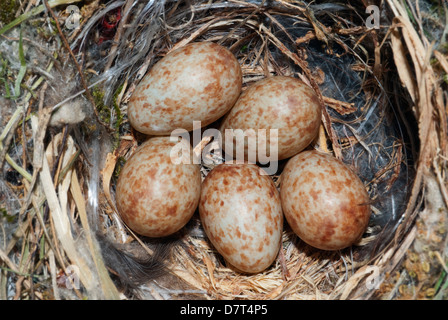 Spotted flycatcher's nest avec cinq œufs close-up. Banque D'Images