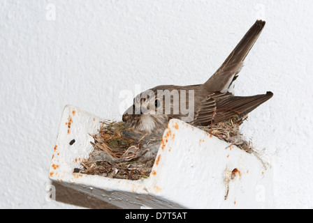 Un petit oiseau (spotted flycatcher) couver ses œufs sous le toit d'une maison Banque D'Images