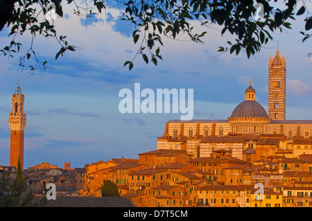 Sienne, Duomo, Cathédrale, Cathédrale au coucher du soleil, Torre del Mangia, Mangia Tower, UNESCO World Heritage Site, Toscane, Italie, Banque D'Images