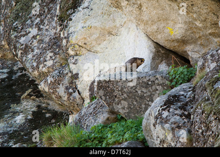 Site de nidification du Faucon pèlerin au sur une falaise rocheuse Banque D'Images