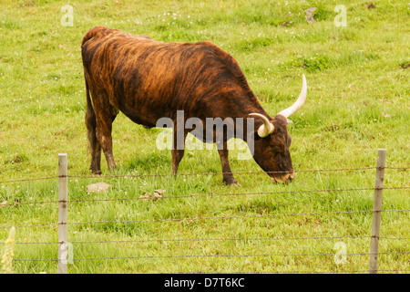 Longhorn paissant dans les pâturages verts. Banque D'Images