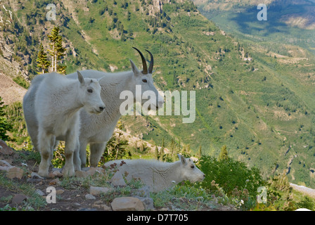 La Chèvre de montagne et kid sur un Mont Désert Timpanogas Uinta-Wasatch-Cache, donnent sur la forêt près de Provo (Utah). Banque D'Images