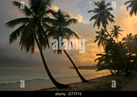 Palmiers au coucher du soleil, la plage de Las Galeras, péninsule de Samana, République Dominicaine Banque D'Images