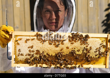 Seattle. Sa femme apiculteur et les abeilles. (MR) Banque D'Images