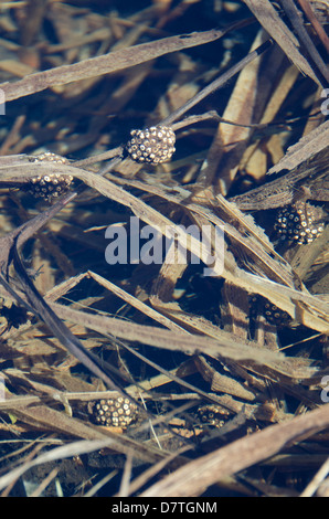 Bur-Reed l'an dernier (Sparganium) fruits, probablement infesté par un champignon Banque D'Images