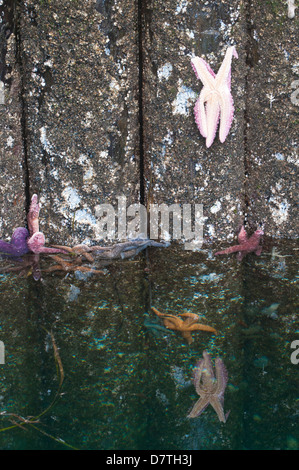 États-unis, WA, Whidbey Island. Les étoiles de mer ocre (Pisaster ochraceus) s'accrochent à Langley Marina pier les pilotis comme tide fluctue. Banque D'Images